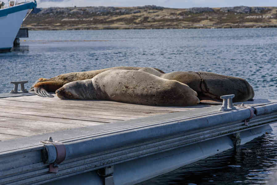Islas Falkland o Malvinas 006 - Port Stanley - puerto - Leones Marinos.jpg